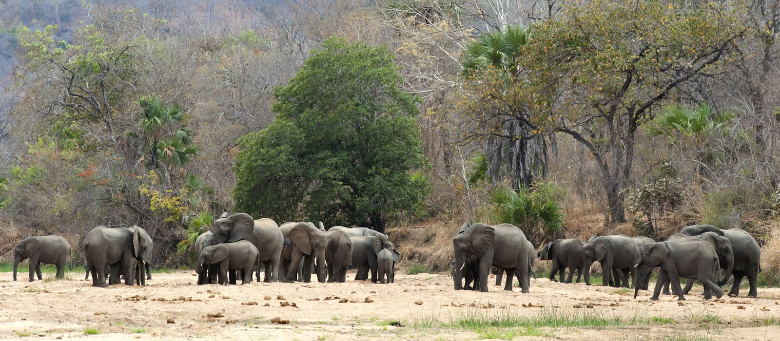 Elephants in Serengeti